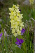 Orchis pallens
